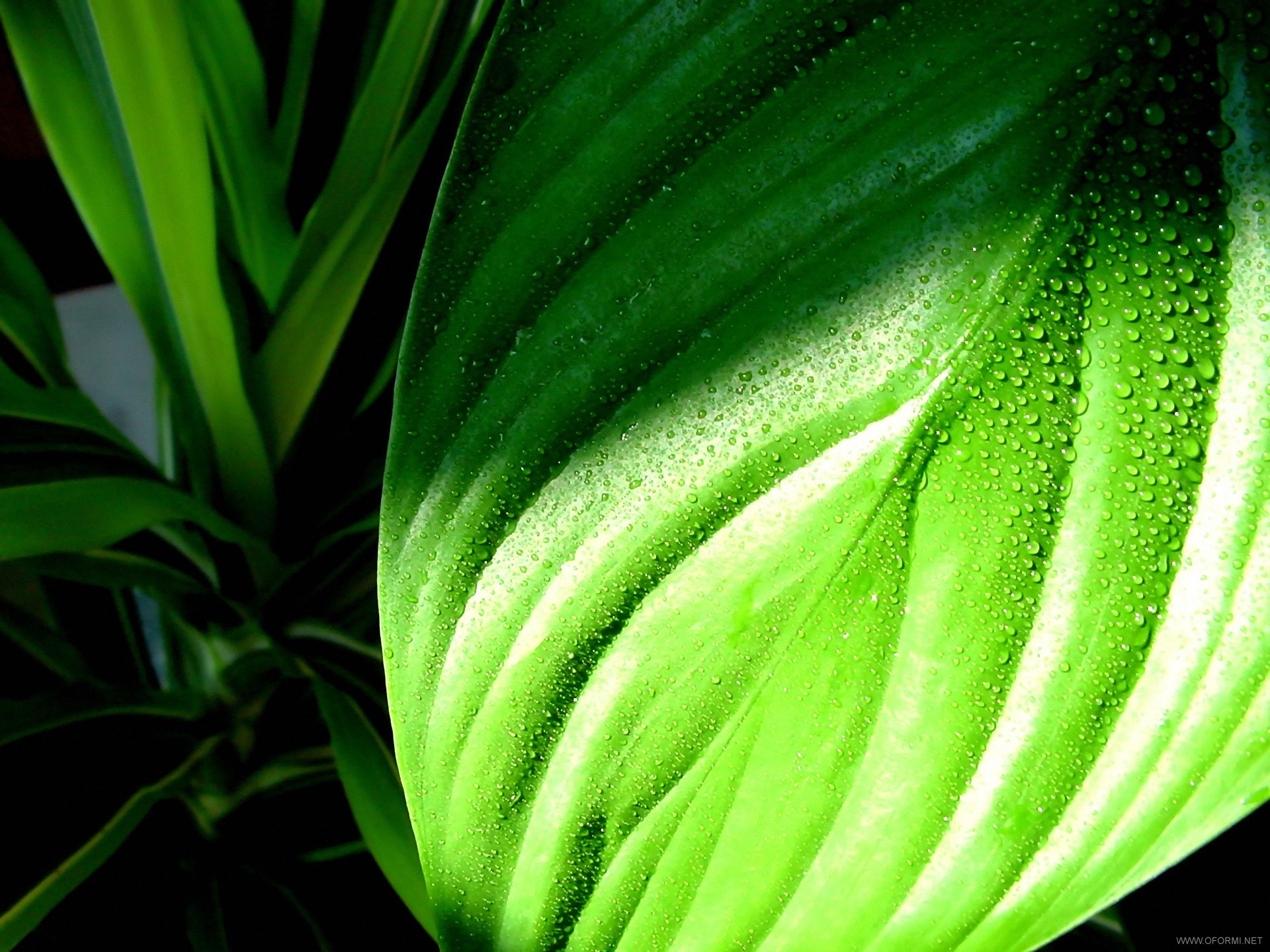 Сочный зеленый цвет. Зелёные растения. Красивые зеленые растения. Красивые листья растений. Красивые зеленые листья.
