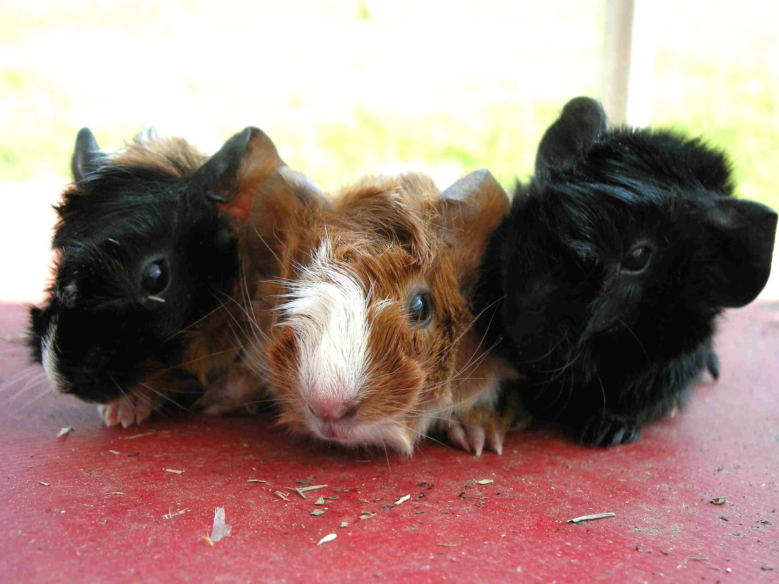 Морские свинки » Животные » Обои для рабочего стола