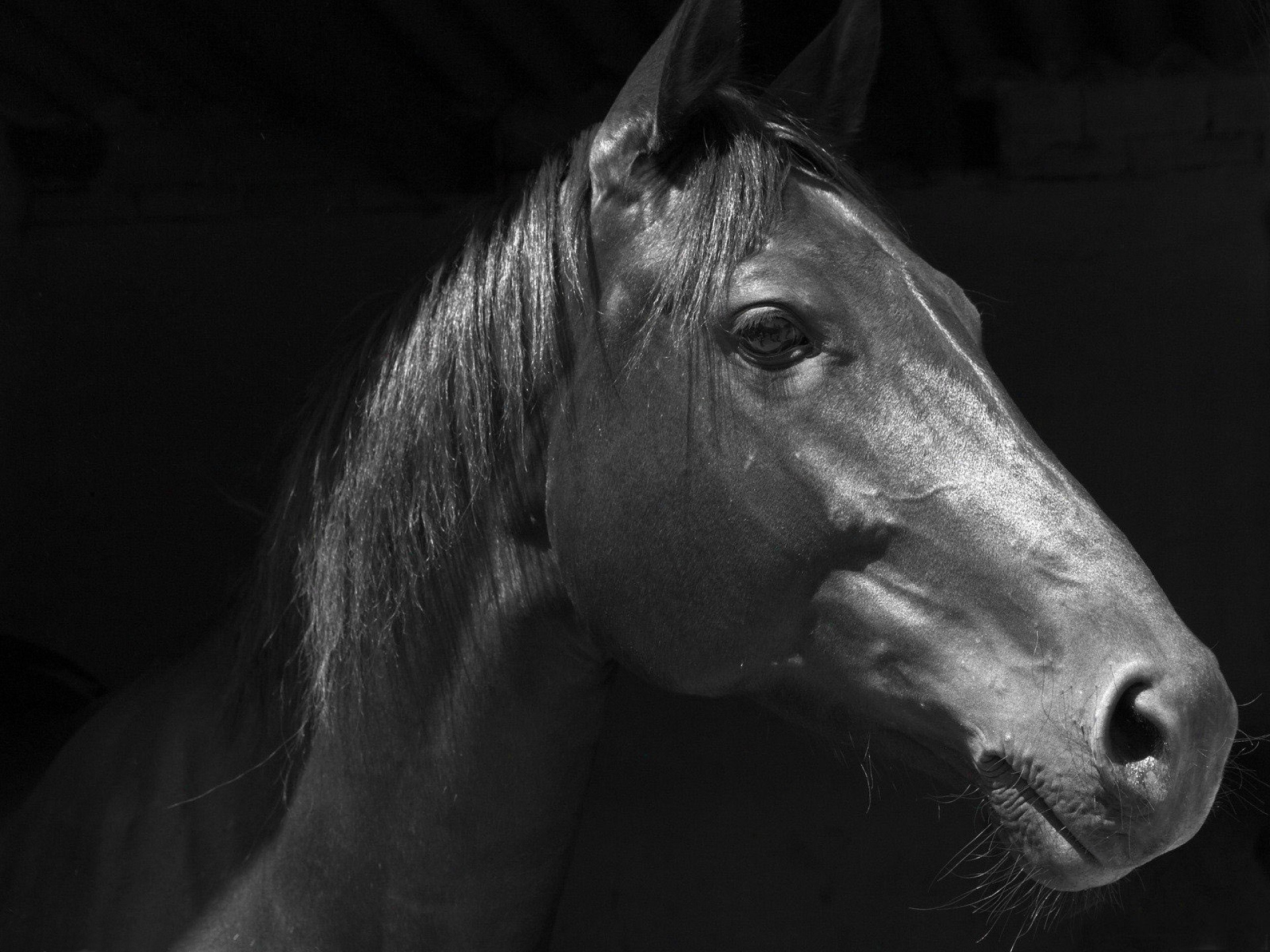 В каких произведениях есть конь. Картинки лошадей. Мир лошадей. Печальная лошадь. Грустная лошадь.