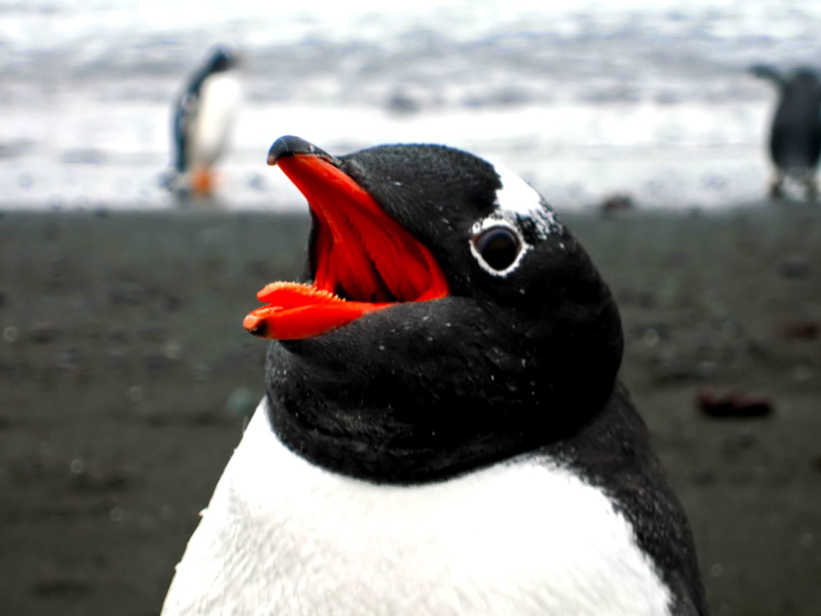 Злой Пингвин
