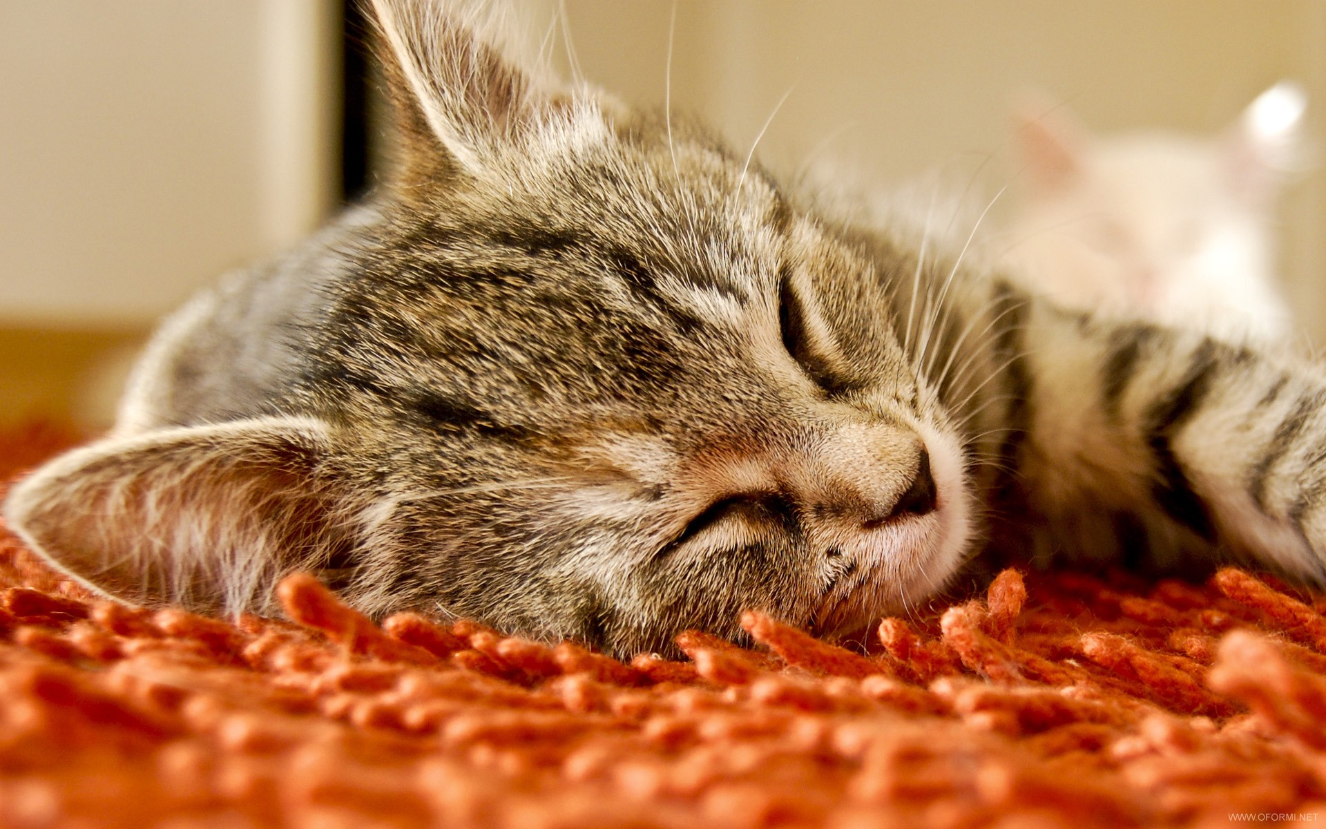 Картинки добрый вечер сладкий. Спящий кот. Доброй ночи котик. Спокойный кот. Спокойной ночи котики.