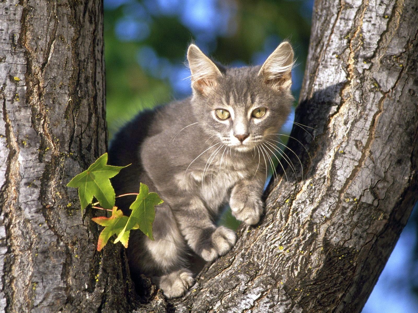 Картинка кот на дереве