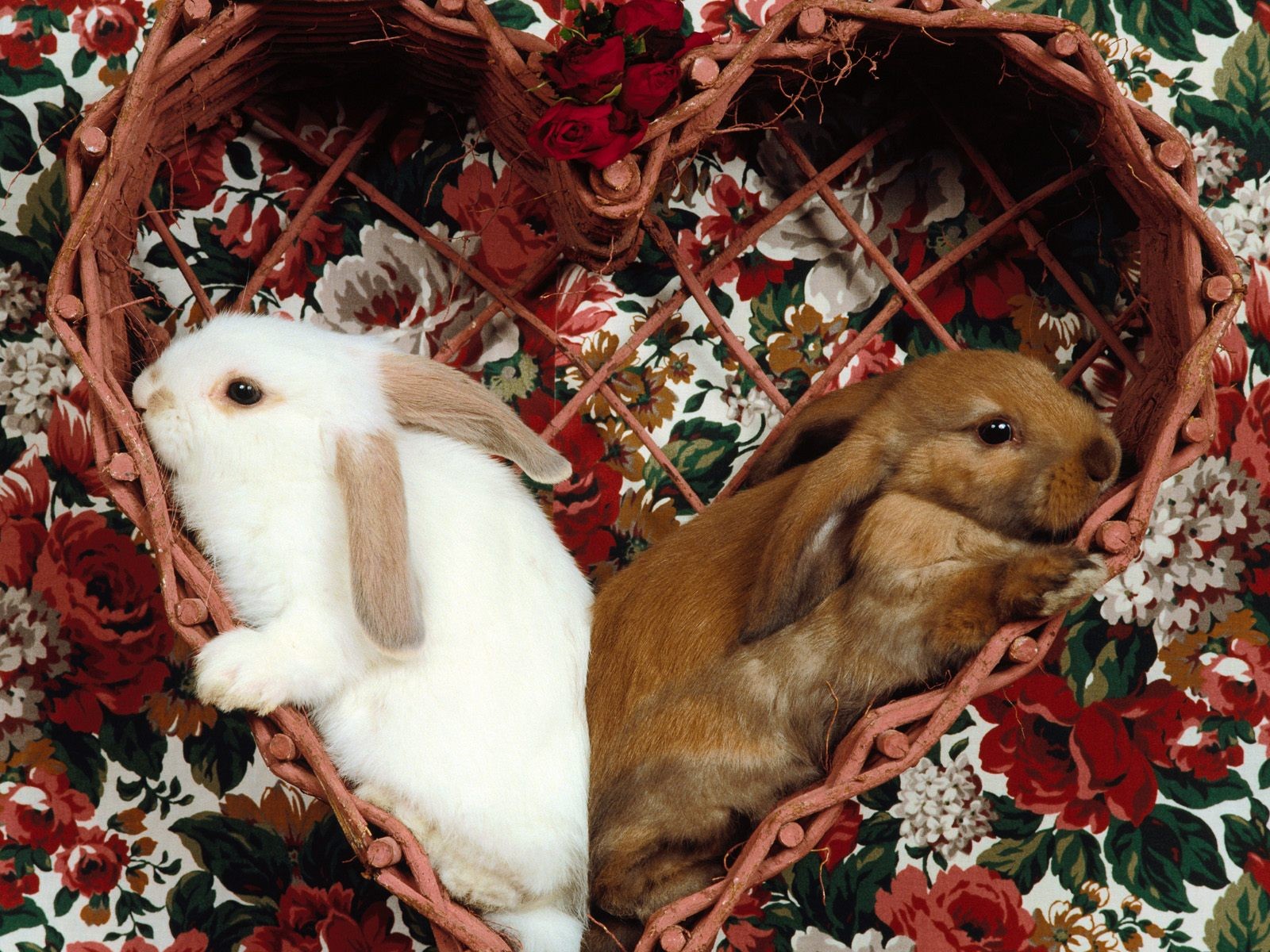 Зайчики и кролики фото